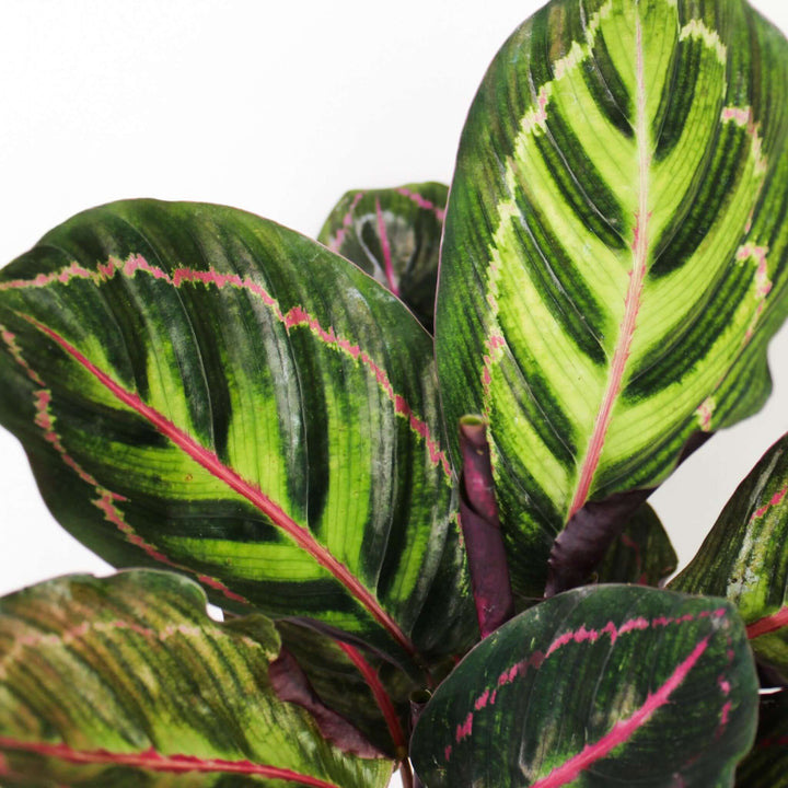 Calathea Roseoptica Illustris Foliage Dreams