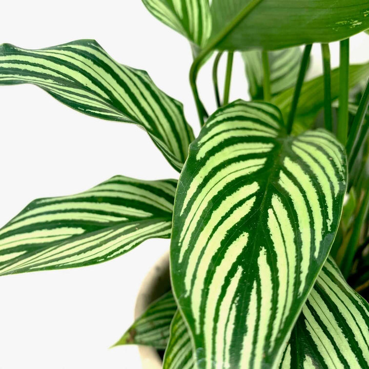 Calathea vittata (Korbmarante) Foliage Dreams