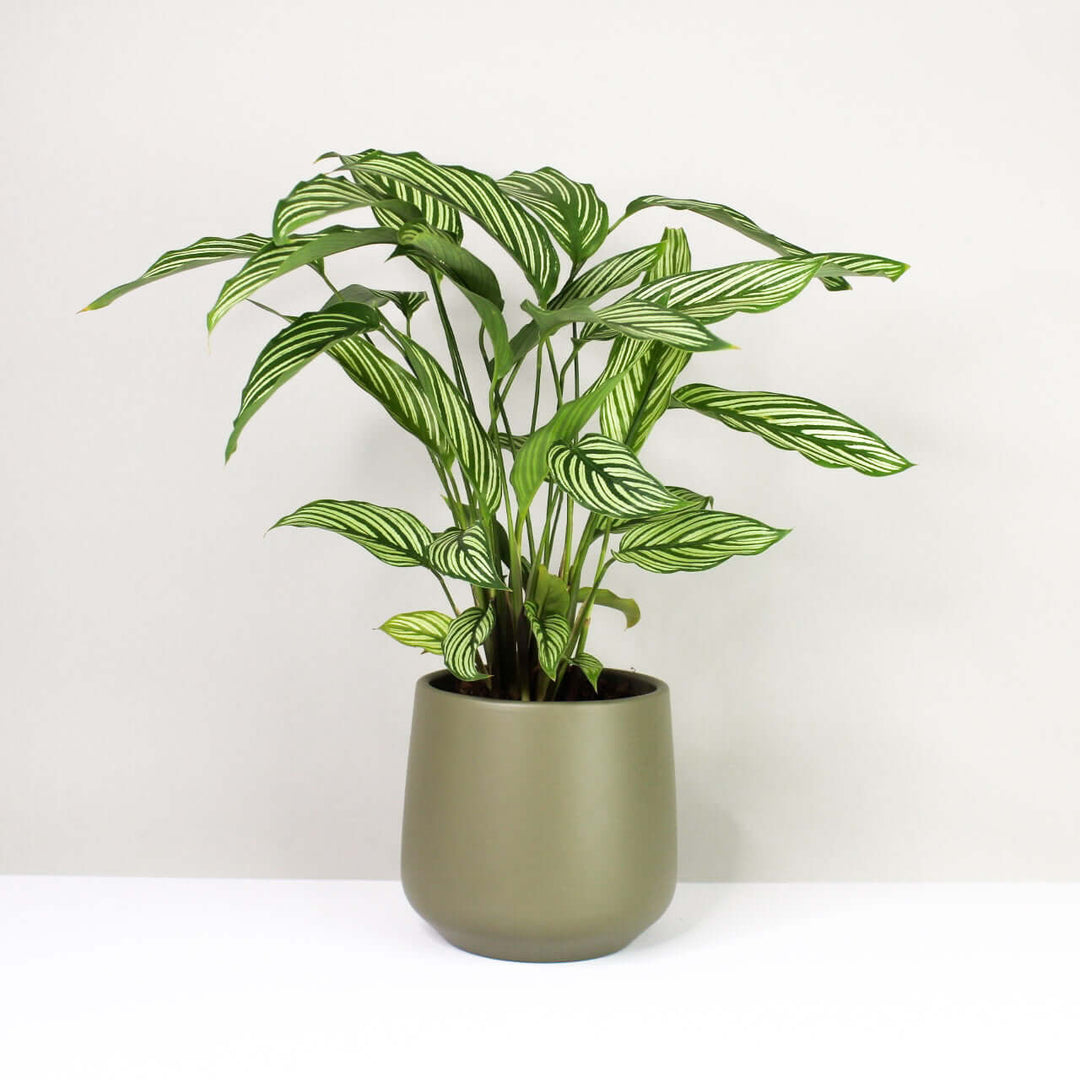 Calathea vittata (Korbmarante) Foliage Dreams