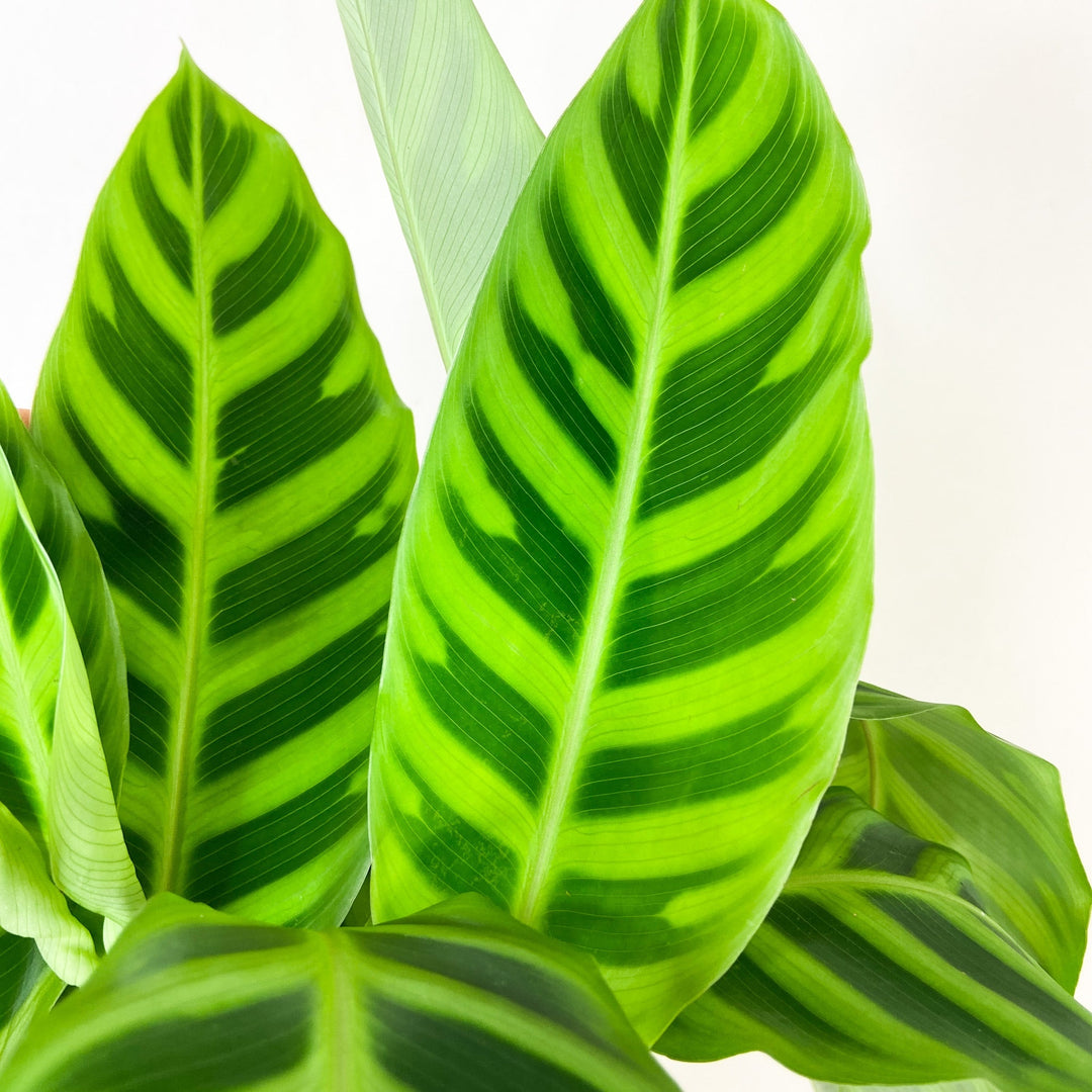 Calathea Zebrina Foliage Dreams