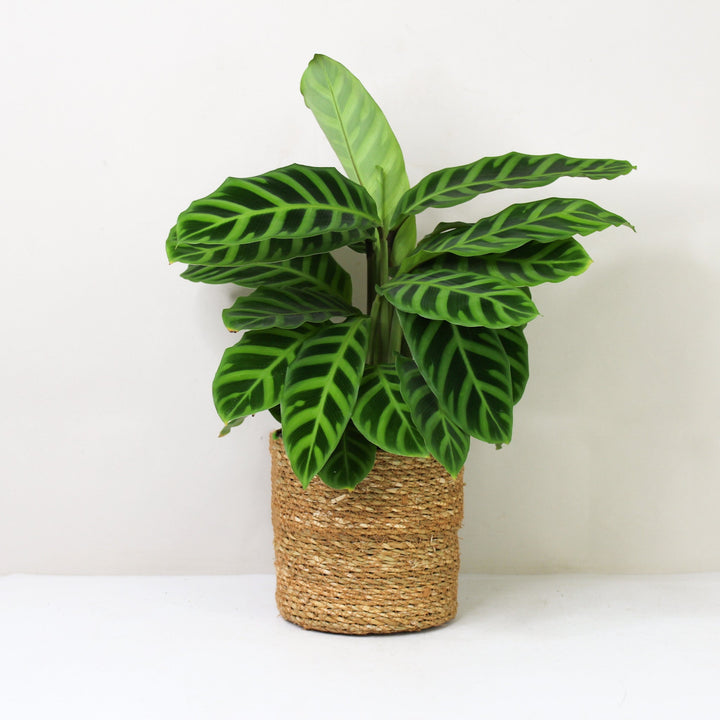 Calathea Zebrina Foliage Dreams