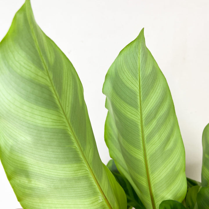 Calathea Zebrina Foliage Dreams
