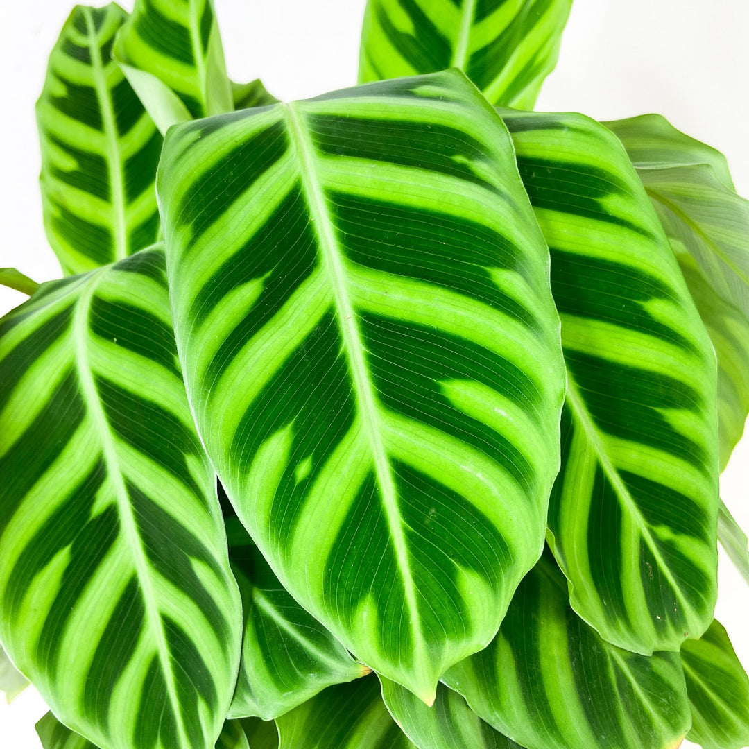 Calathea Zebrina Foliage Dreams
