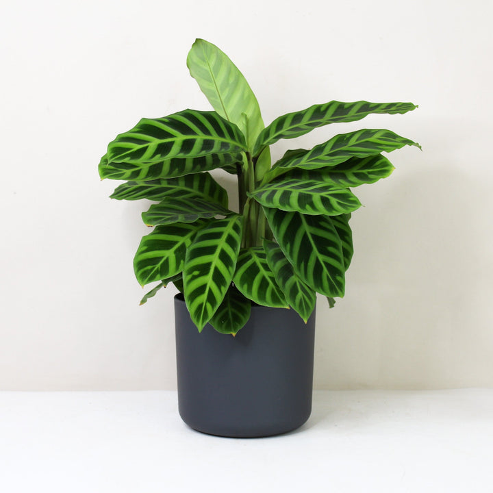 Calathea Zebrina Foliage Dreams