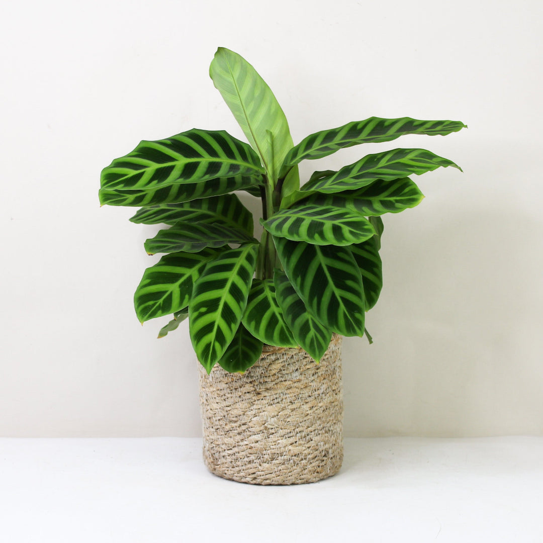 Calathea Zebrina Foliage Dreams