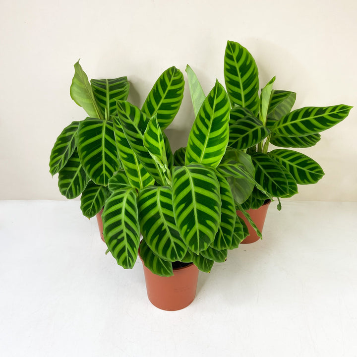 Calathea Zebrina Foliage Dreams