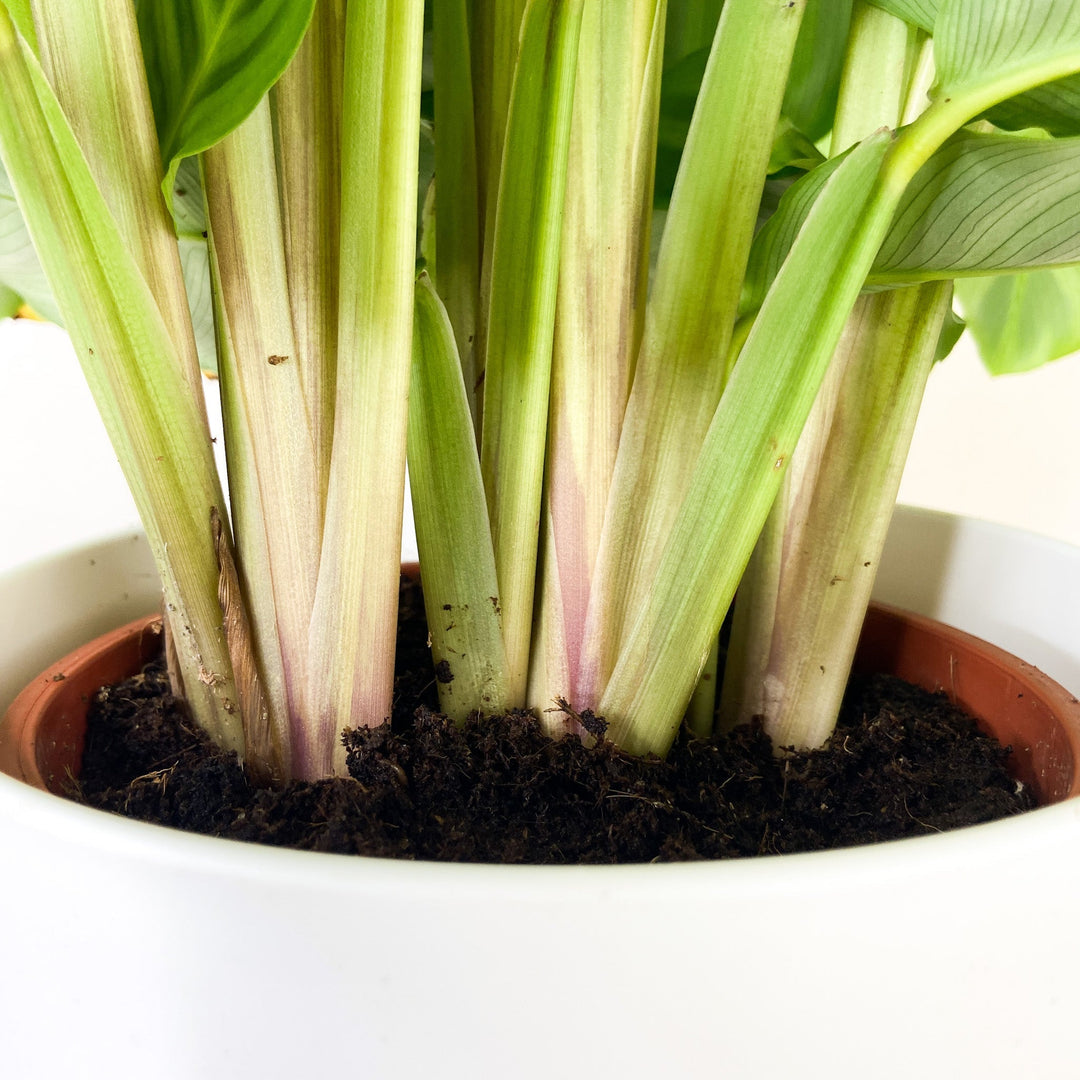 Calathea Zebrina Foliage Dreams