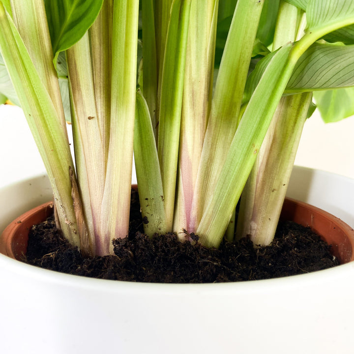 Calathea Zebrina Foliage Dreams