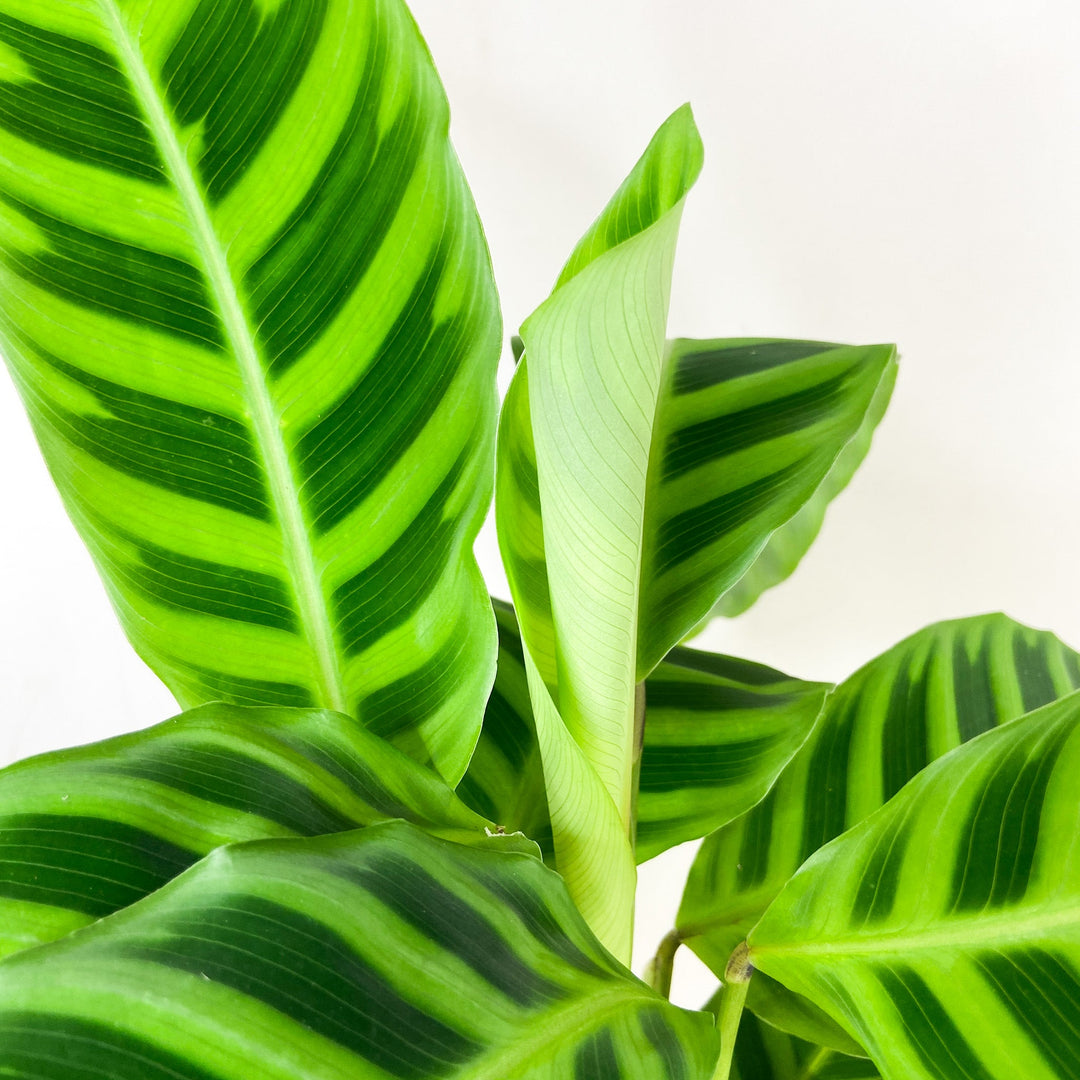Calathea Zebrina Foliage Dreams