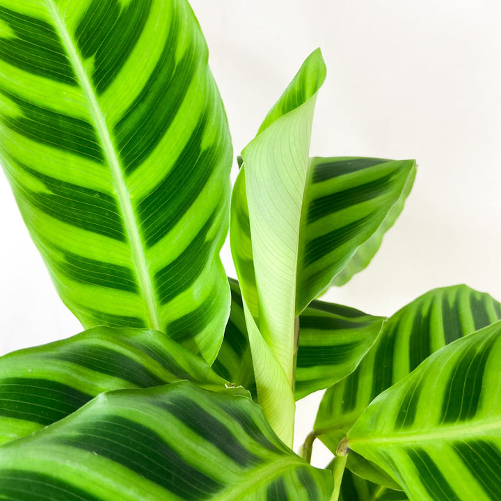 Calathea Zebrina Foliage Dreams