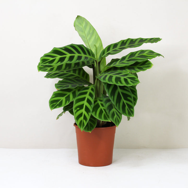 Calathea Zebrina Foliage Dreams
