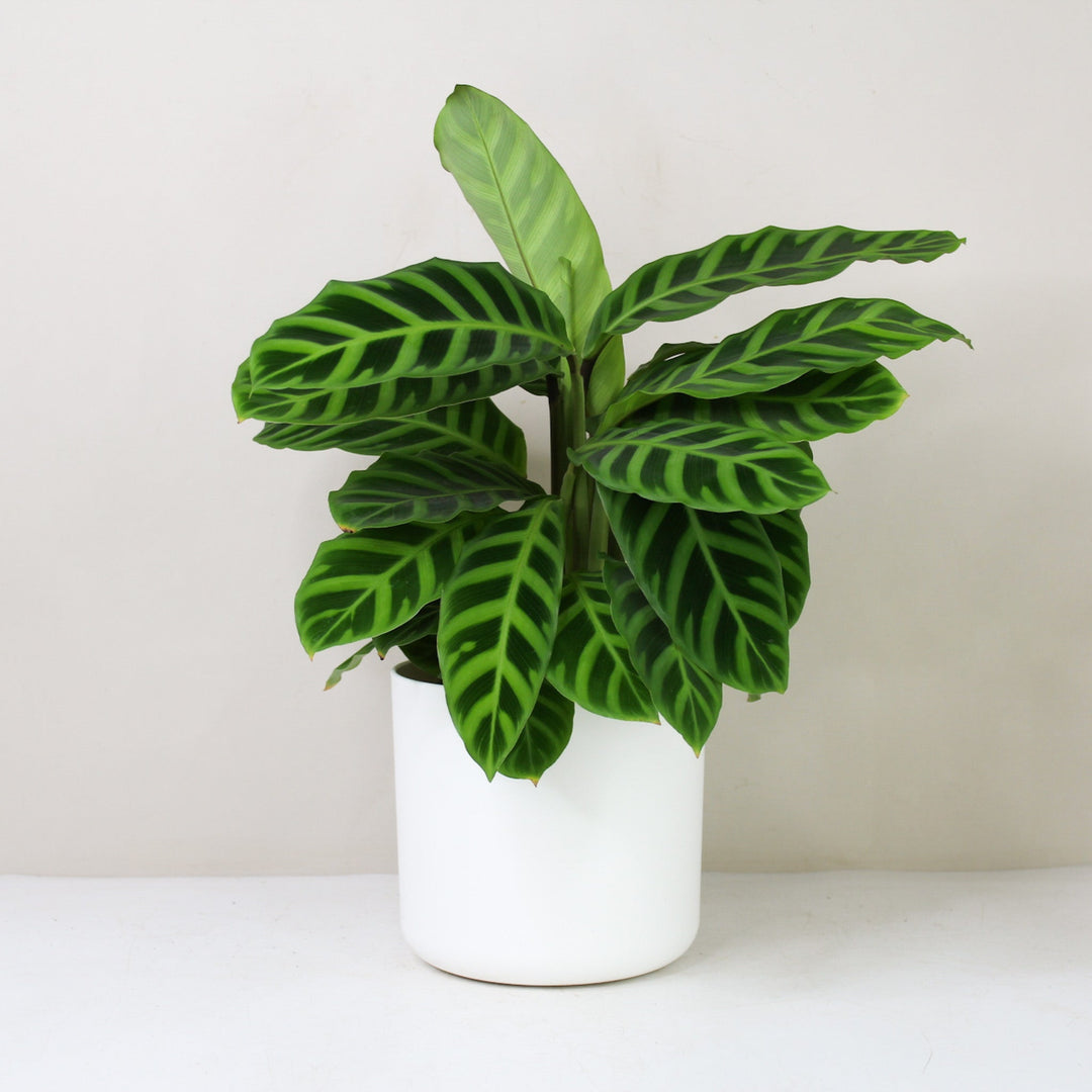 Calathea Zebrina Foliage Dreams