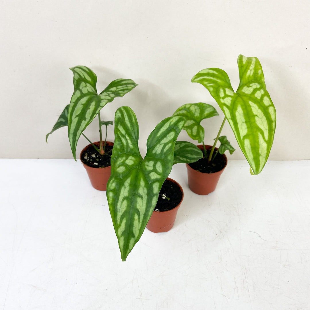 Cercestis Mirabilis Foliage Dreams