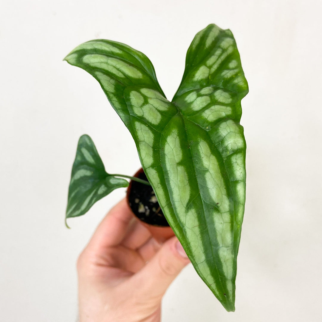 Cercestis Mirabilis Foliage Dreams