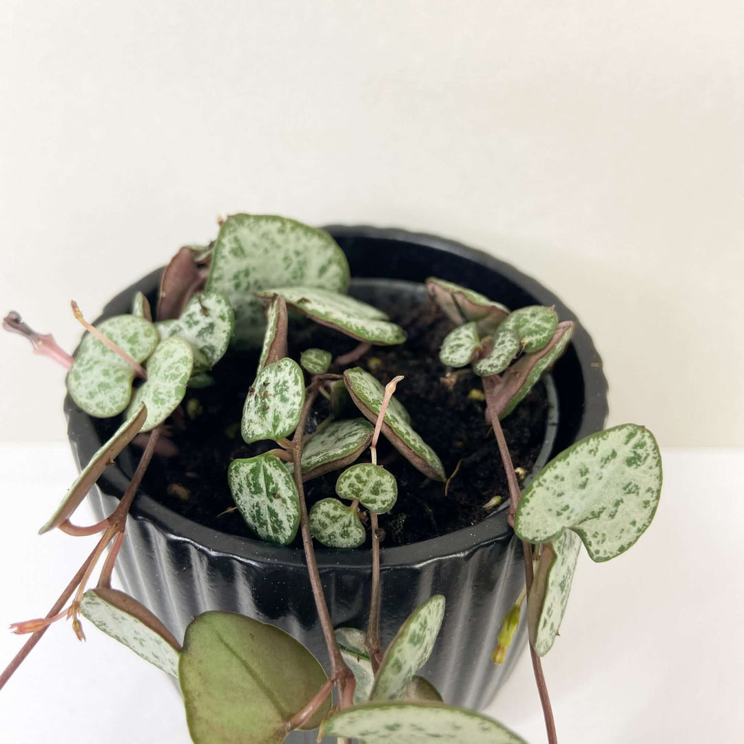 Ceropegia woodii (String of hearts) Foliage Dreams