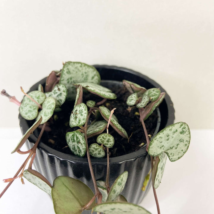 Ceropegia woodii (String of hearts) Foliage Dreams