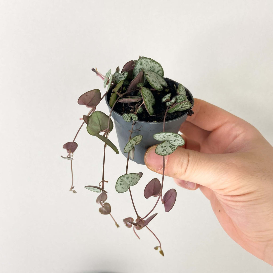 Ceropegia woodii (String of hearts) Foliage Dreams