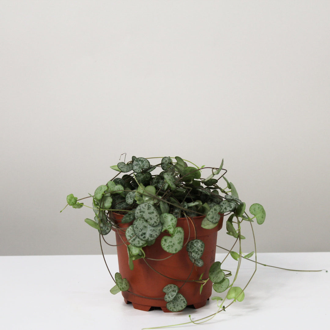 Ceropegia Woodii (String of hearts) Foliage Dreams