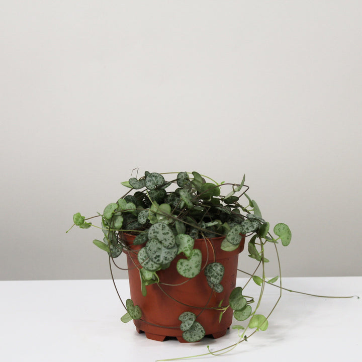 Ceropegia Woodii (String of hearts) Foliage Dreams