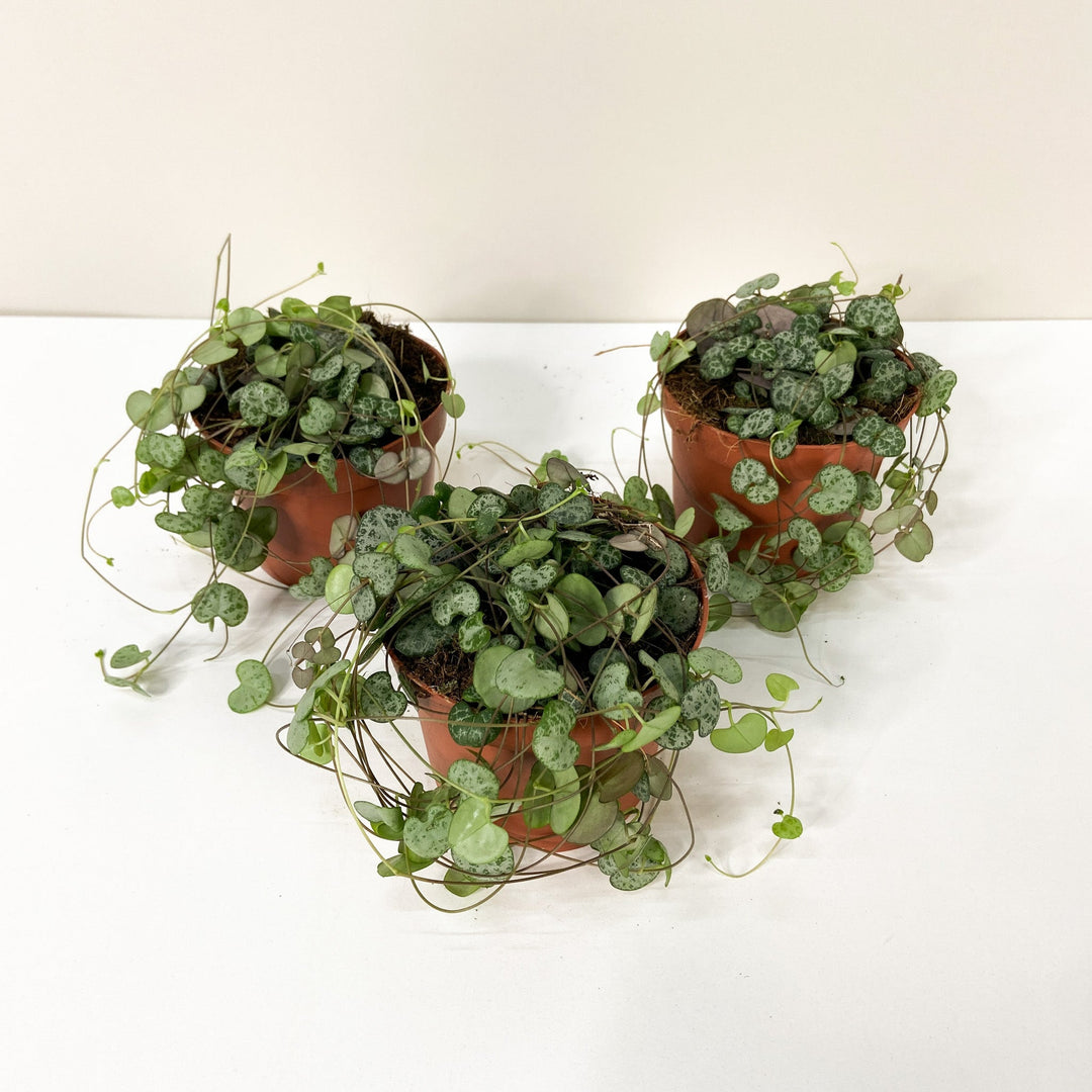 Ceropegia Woodii (String of hearts) Foliage Dreams