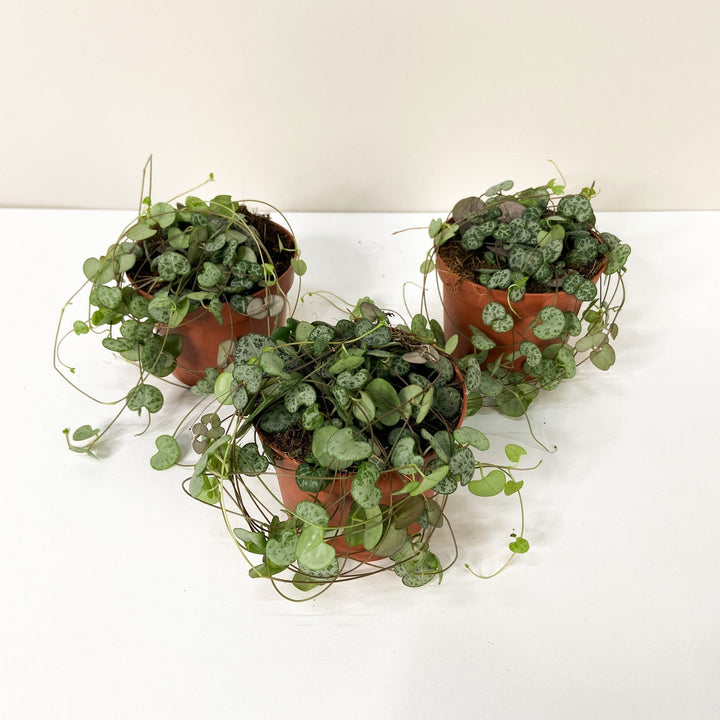 Ceropegia Woodii (String of hearts) Foliage Dreams