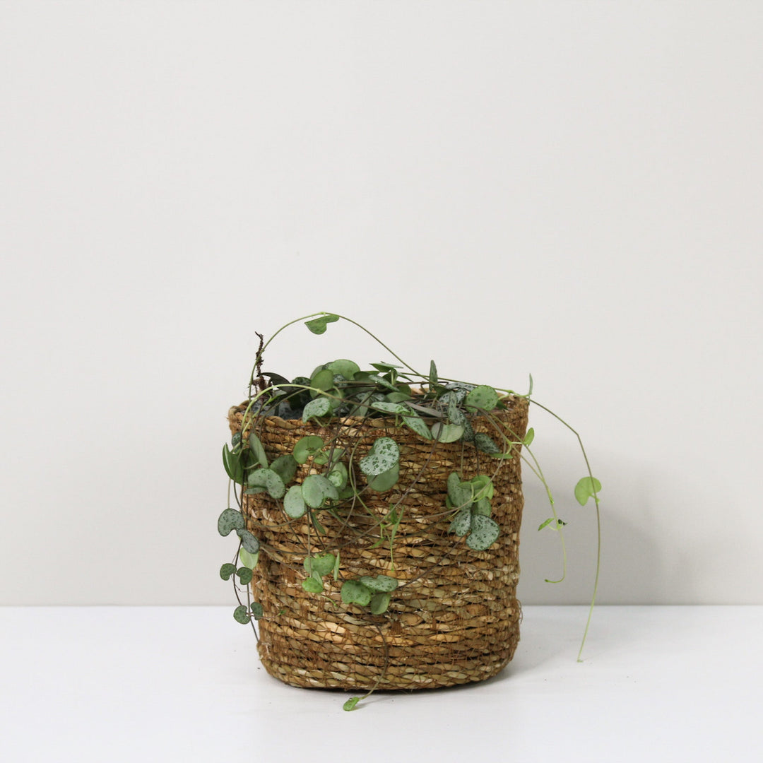 Ceropegia Woodii (String of hearts) M / Korb braun Foliage Dreams