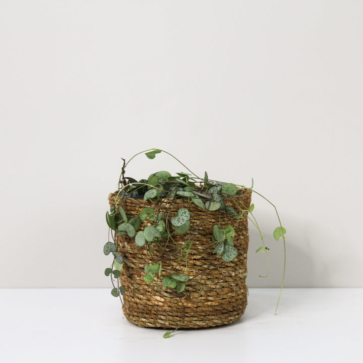 Ceropegia Woodii (String of hearts) M / Korb braun Foliage Dreams