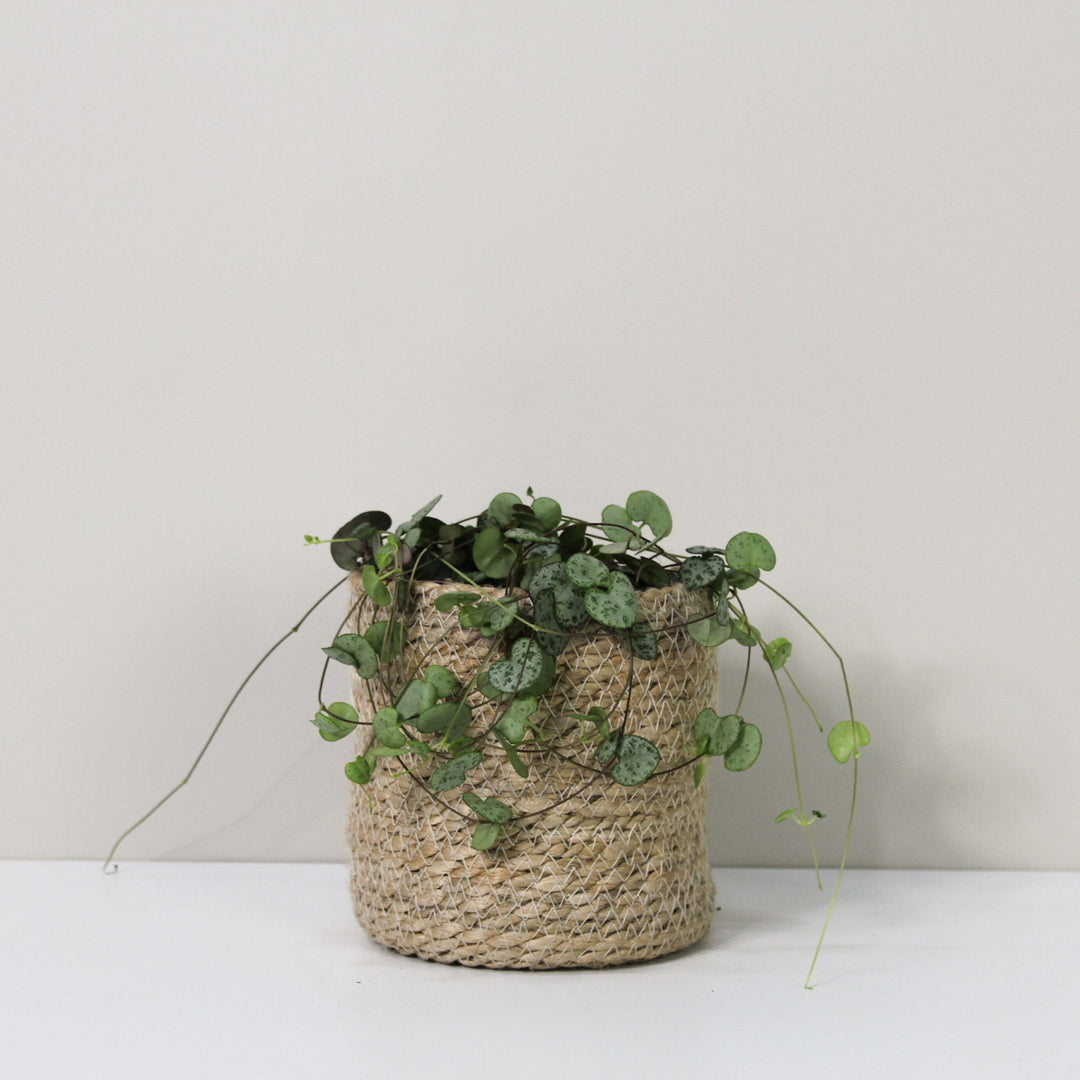 Ceropegia Woodii (String of hearts) M / Topf anthrazit Foliage Dreams