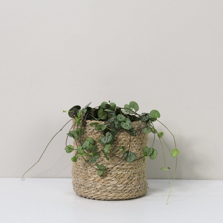 Ceropegia Woodii (String of hearts) M / Topf anthrazit Foliage Dreams