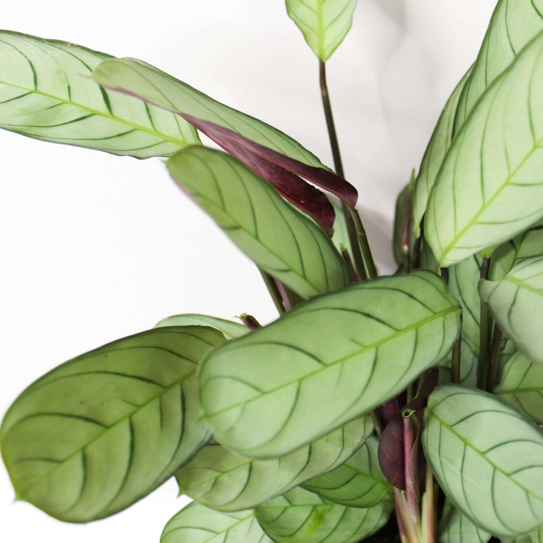 Ctenanthe Burle-Marxii Amagris Foliage Dreams