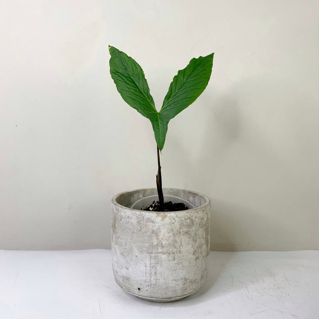 Cyrtosperma Hambalii Knolle Foliage Dreams