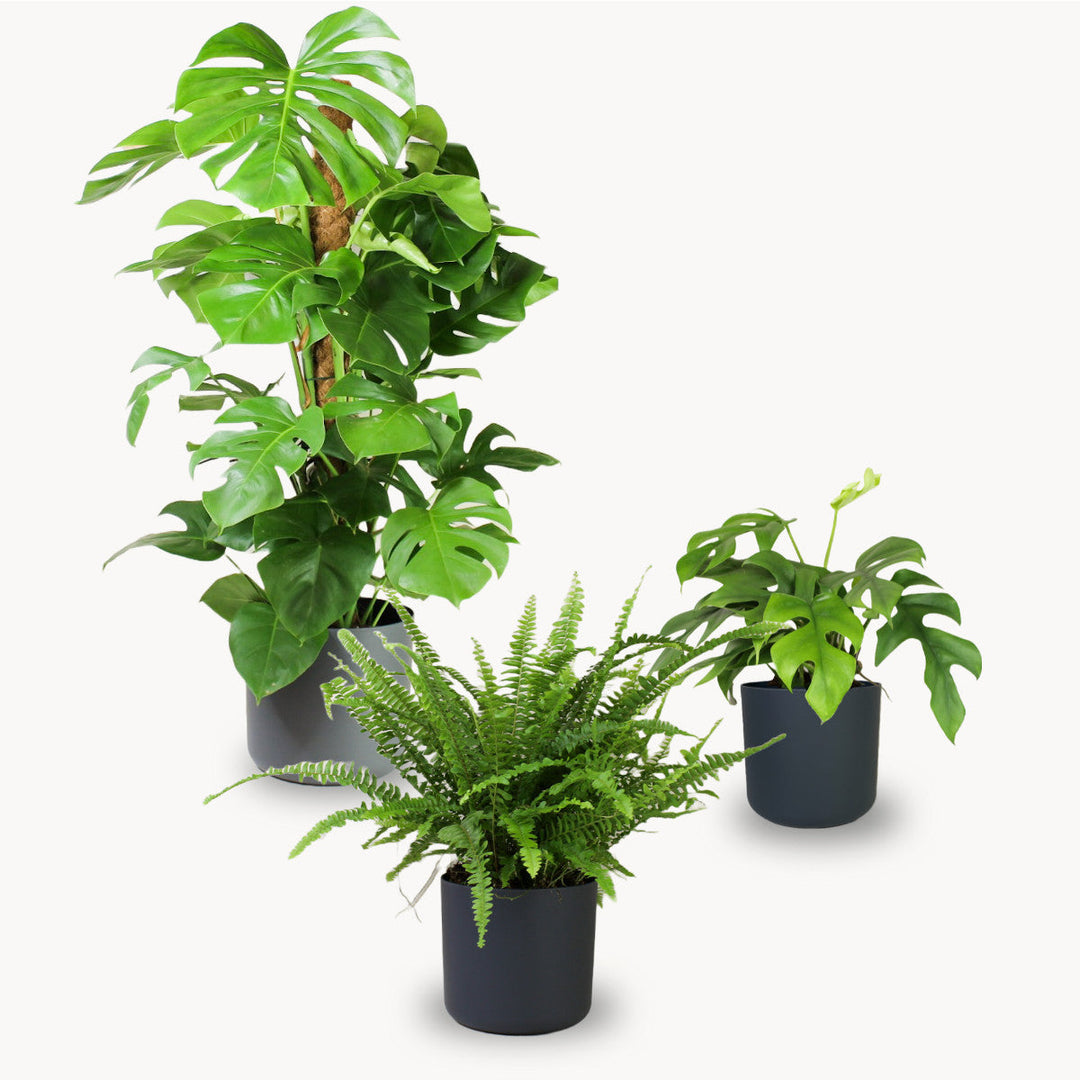 Dekorativ Fresh Green (3er Set) Foliage Dreams