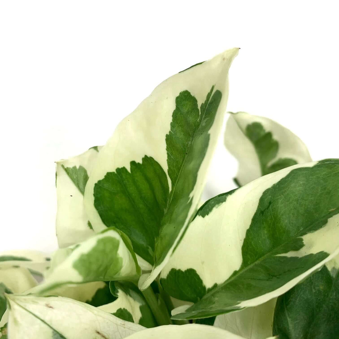 Efeutute N'JOY (Epipremnum) Foliage Dreams