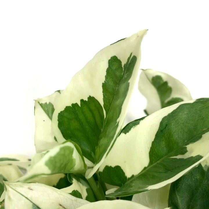 Efeutute N'JOY (Epipremnum) Foliage Dreams