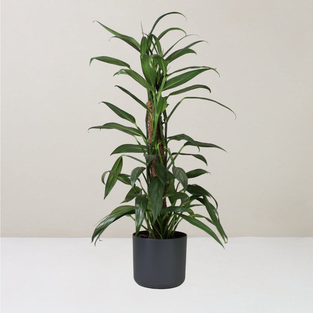 Epipremnum Amplissimum 'Silver Stripe' L / Topf anthrazit Foliage Dreams