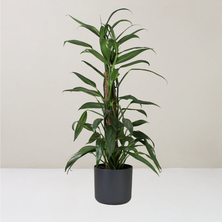 Epipremnum Amplissimum 'Silver Stripe' L / Topf anthrazit Foliage Dreams