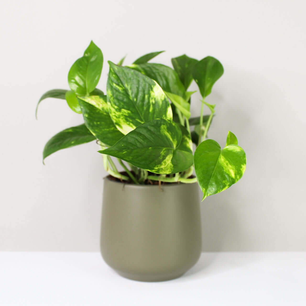 Epipremnum aureum (Efeutute) – Foliage Dreams