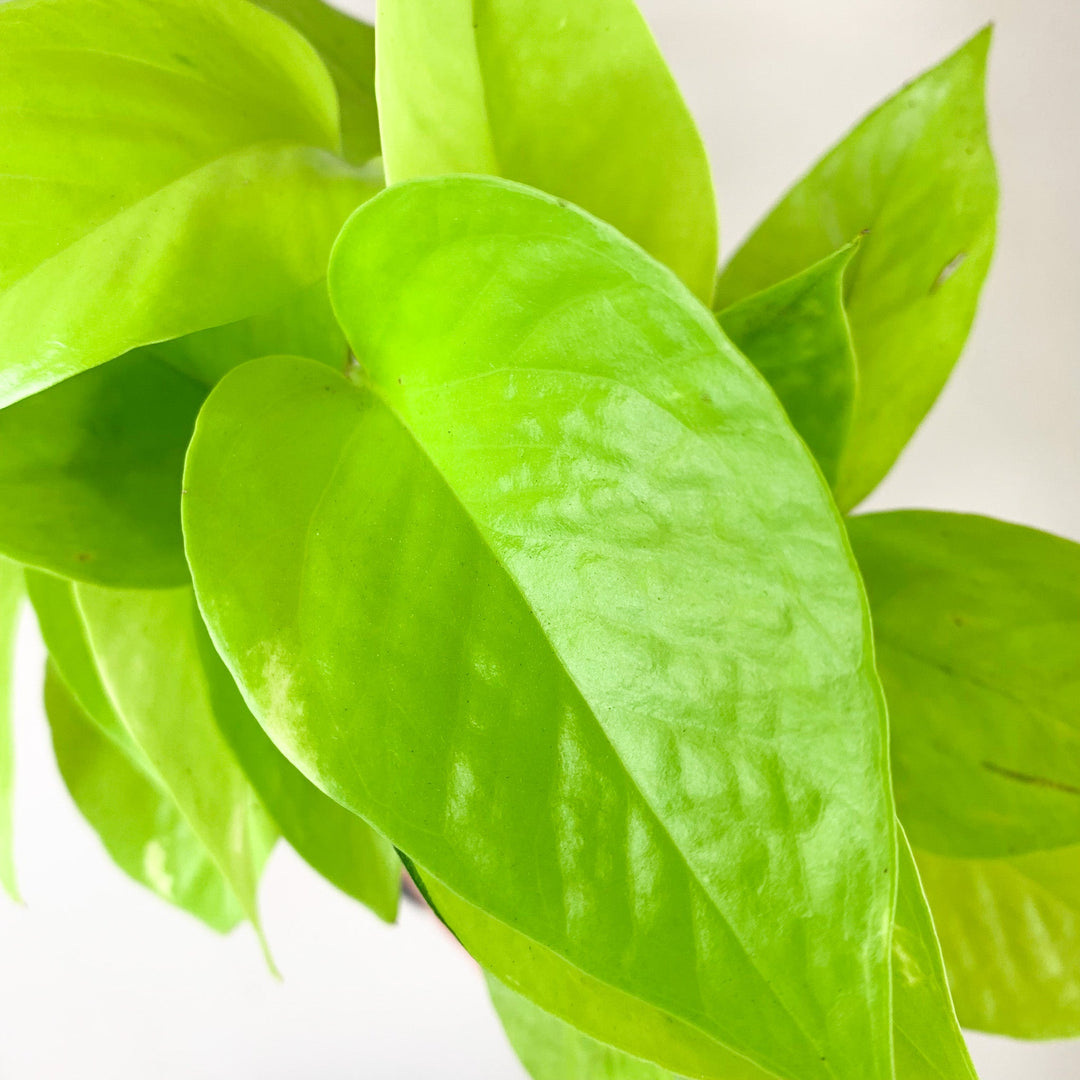 Epipremnum Aureum 'Neon' (Efeutute) Foliage Dreams
