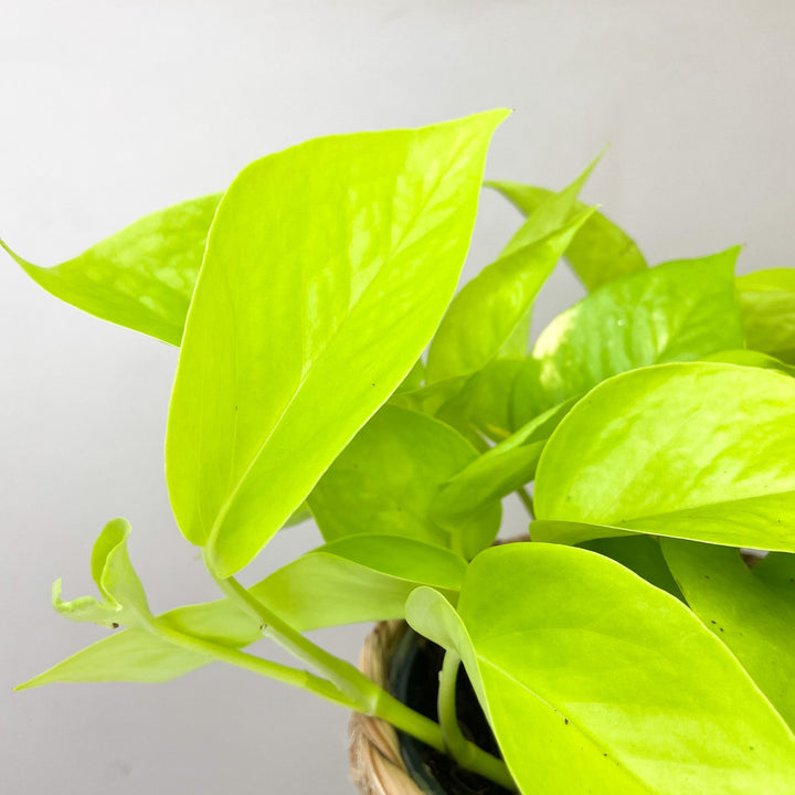 Epipremnum Aureum 'Neon' (Efeutute) Foliage Dreams
