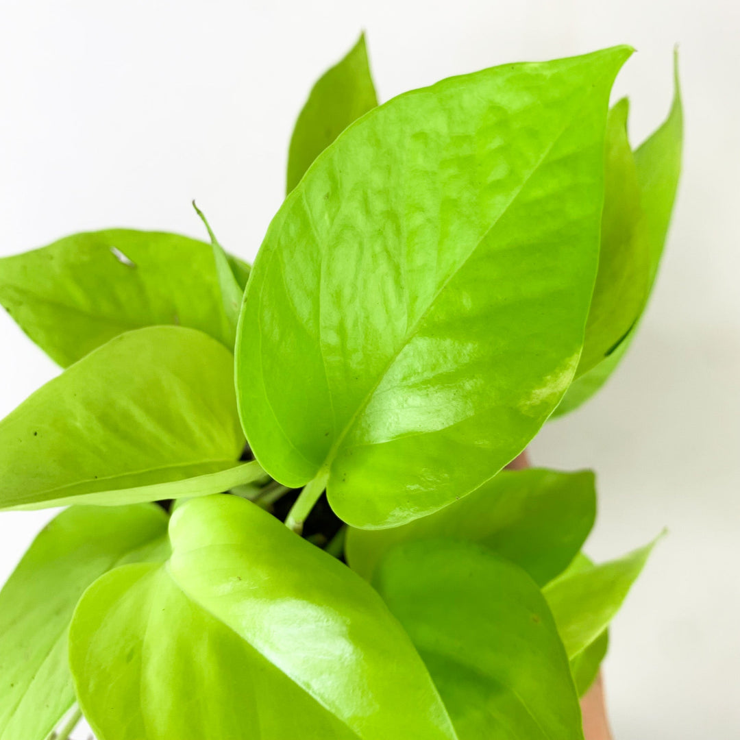 Epipremnum Aureum 'Neon' (Efeutute) Foliage Dreams