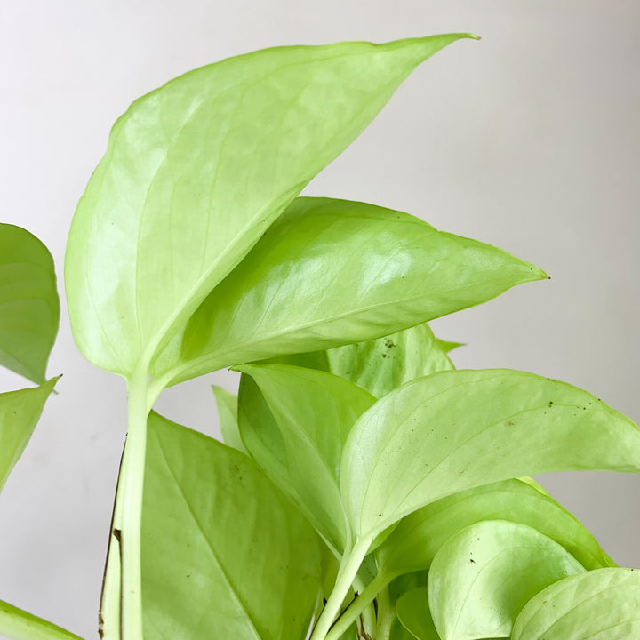 Epipremnum Aureum 'Neon' (Efeutute) Foliage Dreams