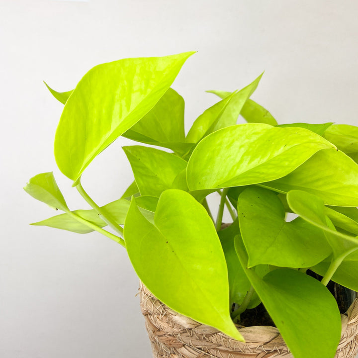 Epipremnum Aureum 'Neon' (Efeutute) Foliage Dreams