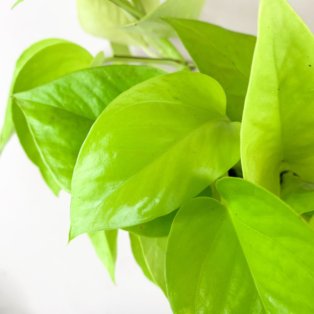 Epipremnum Aureum 'Neon' (Efeutute) Foliage Dreams