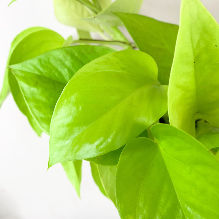 Epipremnum Aureum 'Neon' (Efeutute) Foliage Dreams