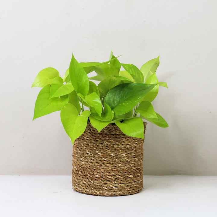 Epipremnum Aureum 'Neon' (Efeutute) M / Korb braun Foliage Dreams