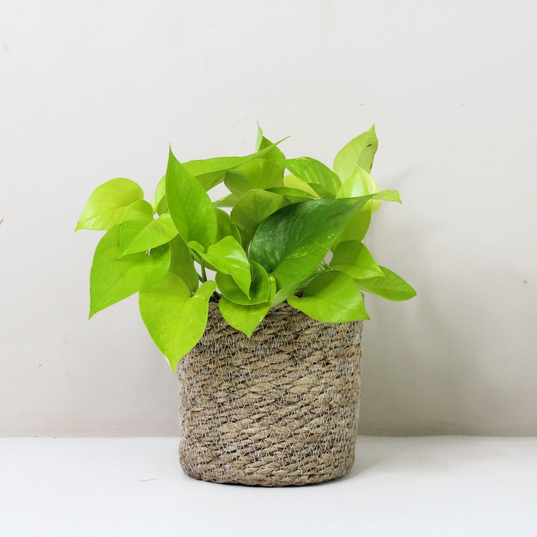Epipremnum Aureum 'Neon' (Efeutute) M / Korb creme Foliage Dreams