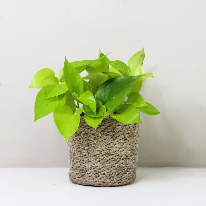 Epipremnum Aureum 'Neon' (Efeutute) M / Korb creme Foliage Dreams