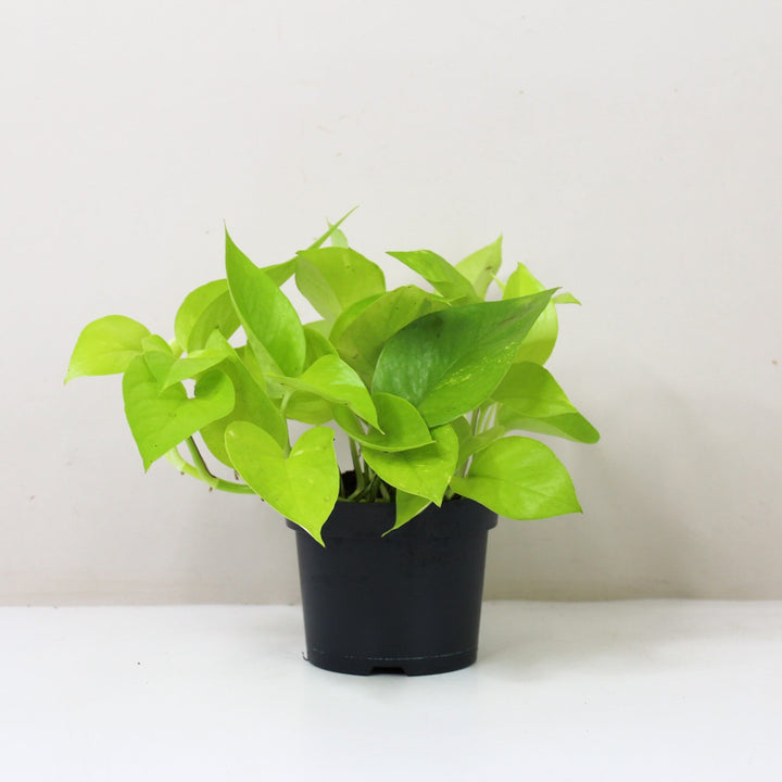 Epipremnum Aureum 'Neon' (Efeutute) M / ohne Übertopf Foliage Dreams