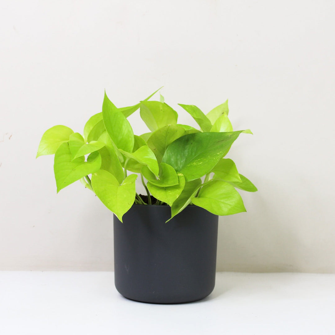 Epipremnum Aureum 'Neon' (Efeutute) M / Topf anthrazit Foliage Dreams