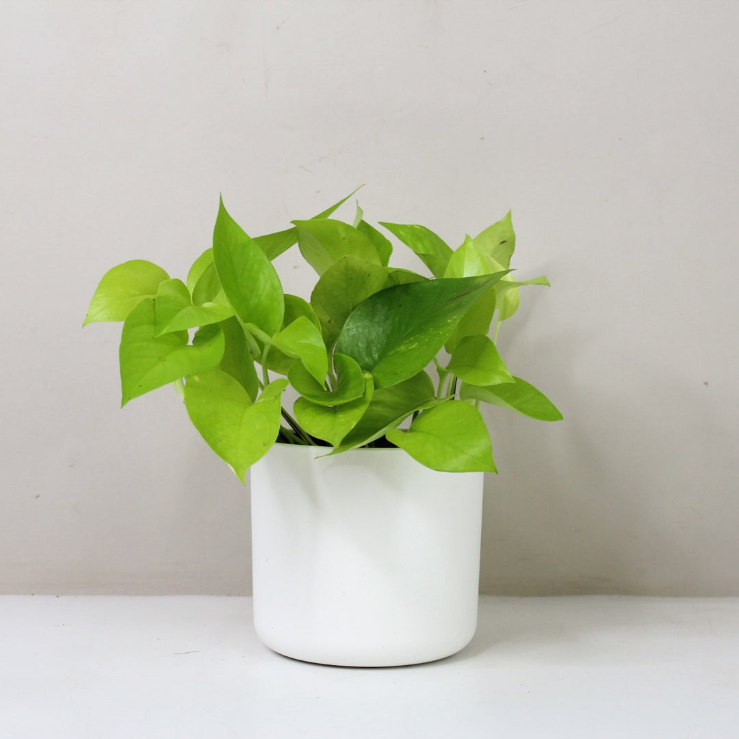 Epipremnum Aureum 'Neon' (Efeutute) M / Topf weiß Foliage Dreams